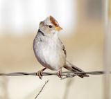 White-Crowned Sparrow