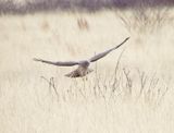 Northern Harrier