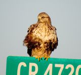 Rough-Legged Hawk