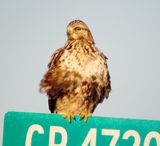 Rough-Legged Hawk