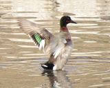 Brewers Duck