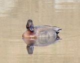 Brewers Duck