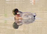 Brewers Duck