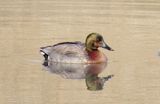 Brewers Duck