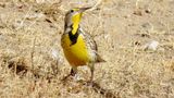Western Meadowlark