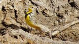 Western Meadowlark