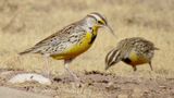 Western Meadowlark