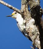 Golden-Fronted Woodpecker