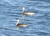 Western Grebe