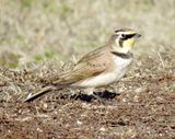 Horned  Lark
