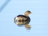 Pied-Billed Grebe