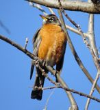 American Robin