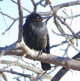 Rusty Blackbird