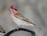 Cassins Finch