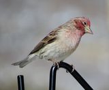 Cassins Finch