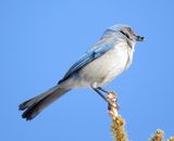 Woodhouses Scrub Jay