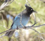 Stellers Jay