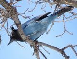 Stellers Jay