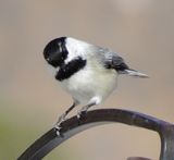 Black-Capped X Mountain Chickadee