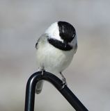 Black-Capped X Mountain Chickadee