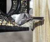 Black-Capped X Mountain Chickadee