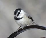 Mountain Chickadee