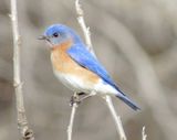 Eastern Bluebird