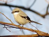 Loggerhead Shrike