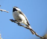 Carolina Chickadee