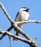 Carolina Chickadee