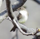 Eastern Phoebe