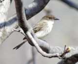 Eastern Phoebe