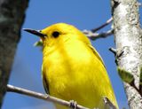 Prothonotary Warbler