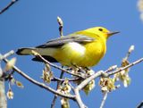 Prothonotary Warbler