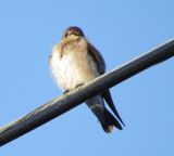 Northern Rough-Winged Swallow