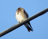 Northern Rough-Winged Swallow