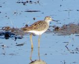 Lesser Yellowlegs