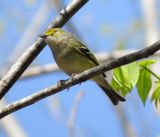 White-Eyed Vireo
