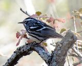 Black & White Warbler
