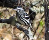 Black & White Warbler