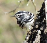 Black & White Warbler
