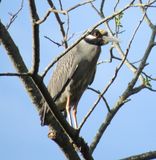 Yellow-Crowned Night Heron