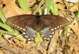 Spicebush Swallowtail