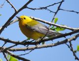 Prothonotary Warbler