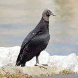Black Vulture