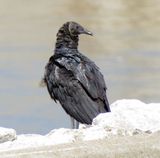 Black Vulture