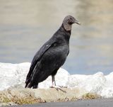 Black Vulture