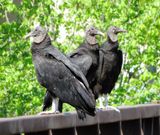 Black Vulture