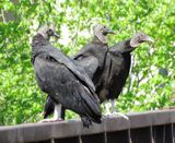 Black Vulture