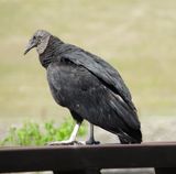 Black Vulture